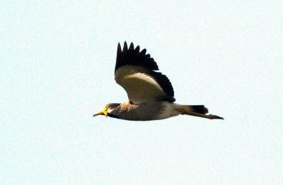 African Wattled Lapwing. Photo Stefan © Lithner