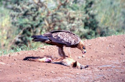 Tawny Eagle on Aardwolf . Photo Stefan © Lithner