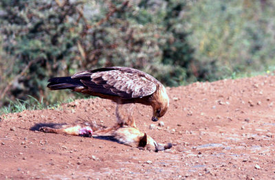 Tawny Eagle on Aarwolf . Photo Stefan © Lithner