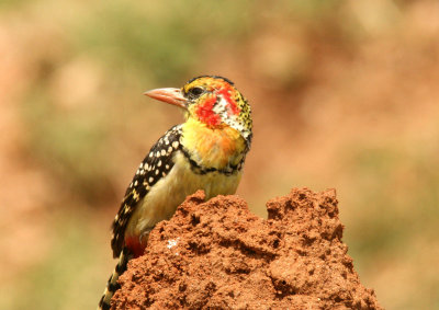 Red-and-yellow Barbet. Photo Stefan © Lithner