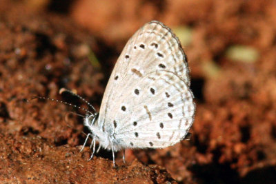 Belenois probably hedyle Ethiopia Nov 2007. Photo Stefan © Lithner