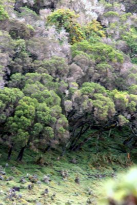 Forest of Erica arborea Ethiopia Nov 2007. Photo Stefan  Lithner