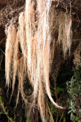 Lichen (Gen.) Ethiopia Nov 2007. Photo Stefan  Lithner