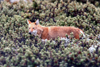 Ethiopian Wolf. Photo Stefan  Lithner