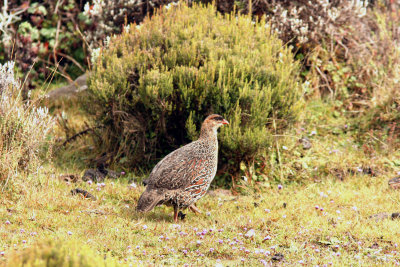 Chestnut-naped Francolin. Photo Stefan  Lithner