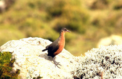Rouget´s Rail in stock of Helichrysum citrispinum. Ethiopia Nov 2007 Photo Stefan © Lithner