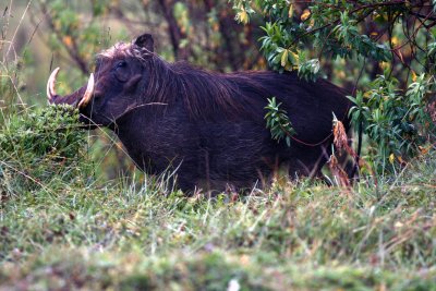 Ethiopian Warthog. Photo Stefan  Lithner