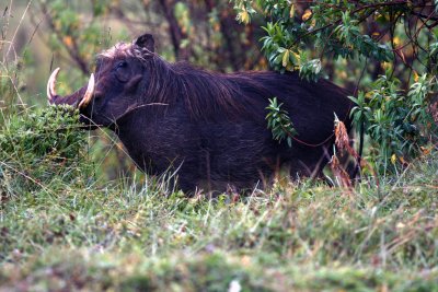 Ethiopian Warthog. Photo Stefan © Lithner