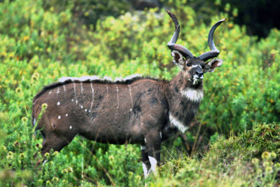 Mountain Nyala. Photo Stefan  Lithner