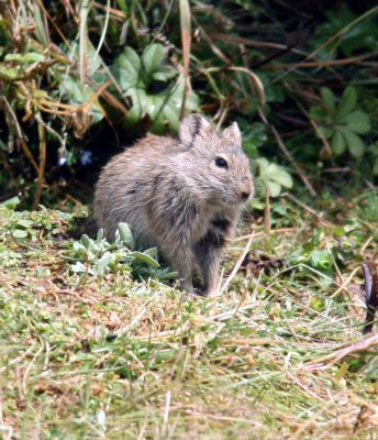 Black-clawed Brush-furred Rat. Photo Stefan  Lithner