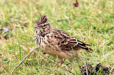 Thekla Lark (Galerida theaklae huei).Photo Stefan  Lithner