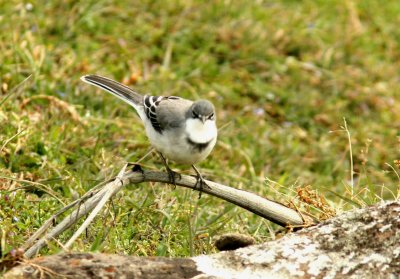 Mountain Wagtail . Photo Stefan  Lithner