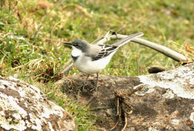 Mountain Wagtail. Photo Stefan  Lithner