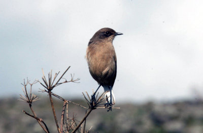 Moorland Chat. Photo Stefan © Lithner