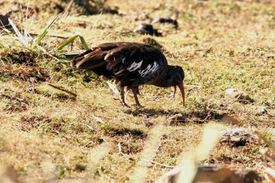 Wattled Ibis. Photo Stefan  Lithner