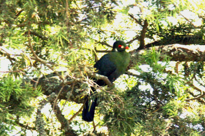 White-cheeked Turaco.  in Podocephalus sp. Photo Stefan  Lithner