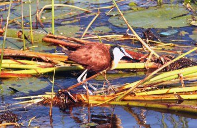 African Jacana . Photo Stefan  Lithner