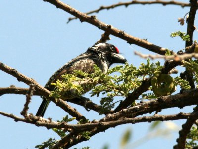 Banded Barbet. Photo Stefan  Lithner