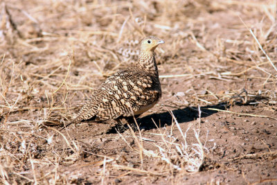 Chestnut-bellied Sandgrouse. Photo Stefan  Lithner
