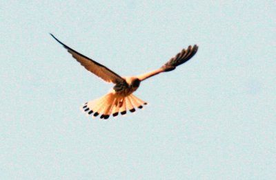 Lesser Kestrel. Photo Stefan  Lithner