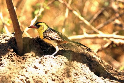 Yellow-breasted Barbet. Photo Stefan  Lithner