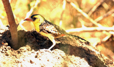 Yellow-breasted Barbet. Photo Stefan  Lithner
