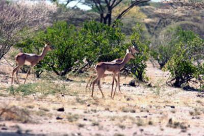 Gerenuk. Photo Stefan  Lithner