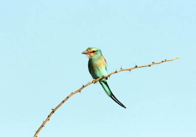 Abyssinian Roller. Photo Stefan  Lithner