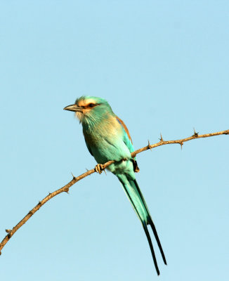 Abyssinian Roller. Photo Stefan  Lithner