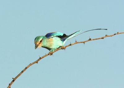 Abyssinian Roller. Photo Stefan © Lithner