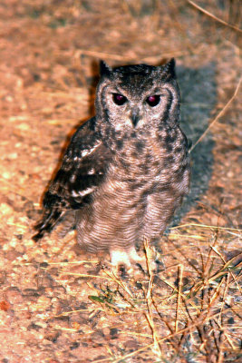 Greyish Eagle-owl. Photo Stefan © Lithner