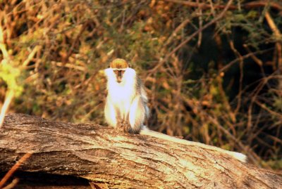 Cercopithecus aethiops x pygerythros Ethiopia Nov 2007. Photo Stefan © Lithner