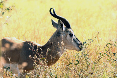 Sommerings Gazelle. Photo Stefan  Lithner