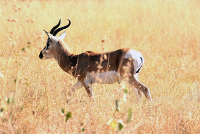 Sommerings Gazelle. Photo Stefan  Lithner