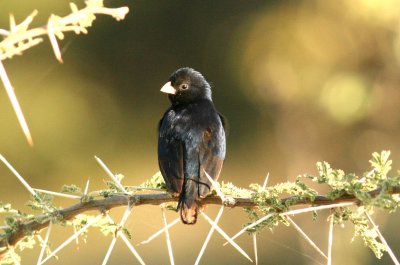 Village Indigobird. Photo Stefan  Lithner