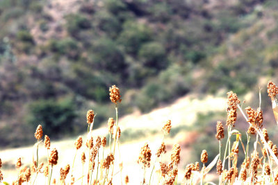 durra Ethiopia Nov 2007. Photo Stefan © Lithner