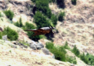 Lammergeier. Photo Stefan © Lithner