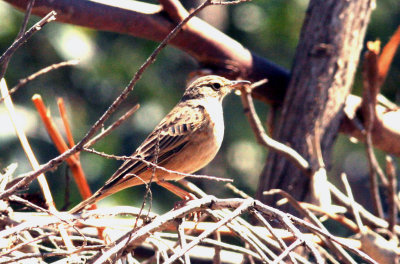 Long-billed Pipit. Photo Stefan © Lithner