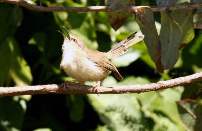 Tawny-flanked Prinia. Photo Stefan  Lithner