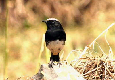 Abyssinian Black Wheatear. Photo Stefan  Lithner