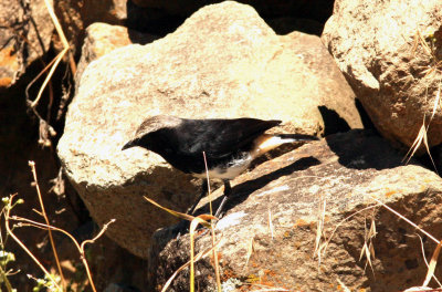 Abyssinian Black Wheatear.  Photo Stefan  Lithner