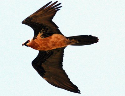 Lammergeier. Photo Stefan © Lithner
