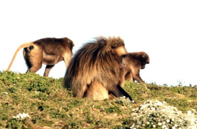 Gelada baboon.  Photo Stefan  Lithner