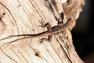Ruppell’s Agama (Agama rupelli). Photo Stefan © Lithner