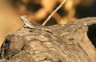 Ruppell’s Agama (Agama rupelli). Photo Stefan © Lithner