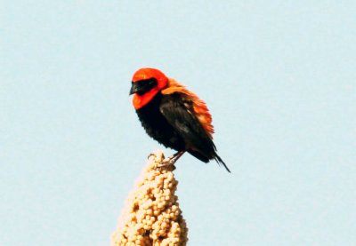 Black-winged Bishop. Photo Stefan © Lithner
