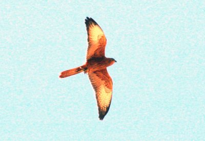 Fox Kestrel. Photo Stefan © Lithner