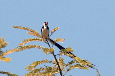 Pin-tailed Wydah. Photo Stefan © Lithner