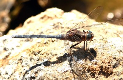 Dragonfly Gen. Ethiopia Nov 2007. Photo Stefan © Lithner