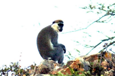 Grivet´s Monkey. Photo Stefan © Lithner